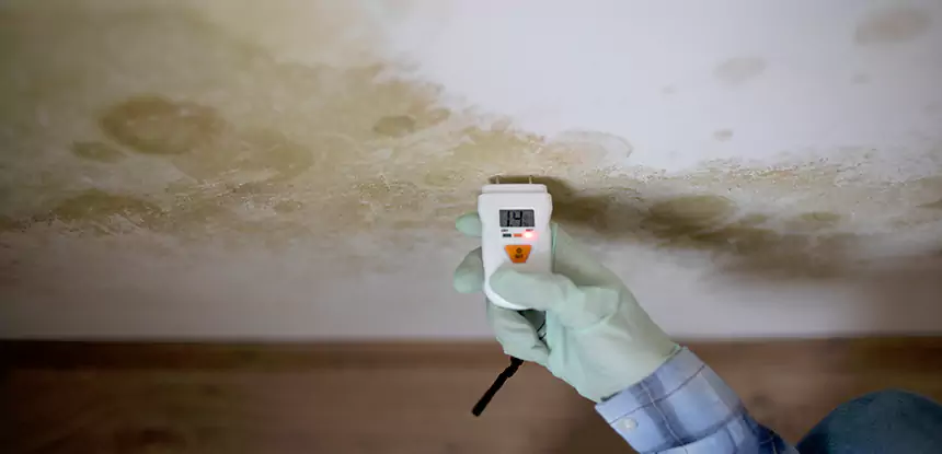 Emergency Mold Remediation in Lithonia
